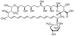 Amphotericin B