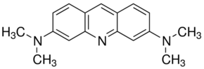 Acridine Orange Stain
